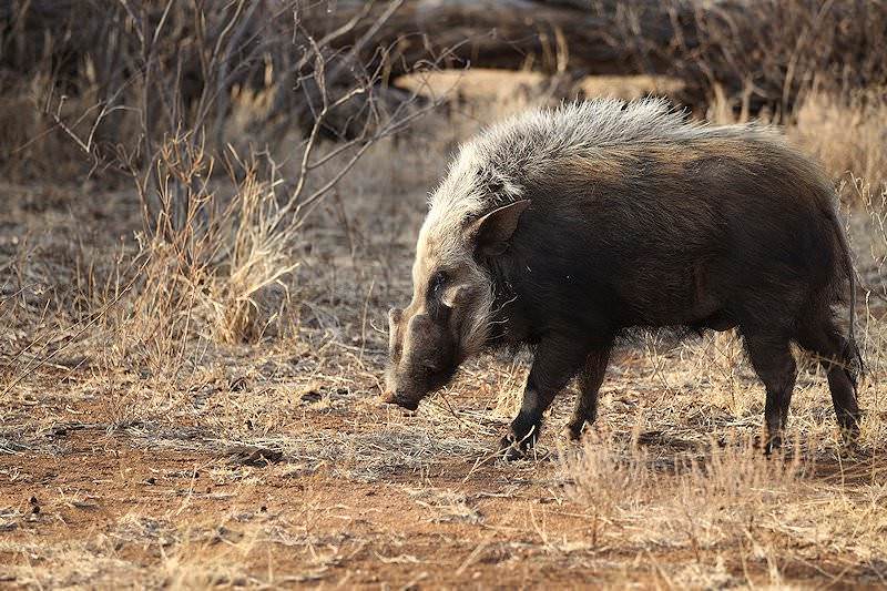 Image result for night lion bush pigs