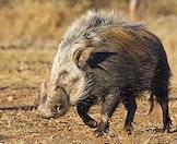 The bushpig's tusks are short but sharp.