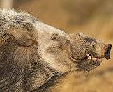 A sideview of the bushpig.