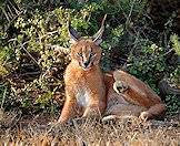 A caracal lies down in the bush.