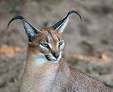 A portrait photograph of a caracal.