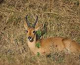 A common reedbuck ram.