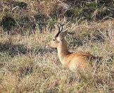 The common or 'southern' reedbuck.
