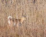 Common reedbuck enjoy the vegetation around permanent water sources.