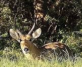 A common reedbuck makes eye contact with the camera.