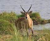 A reedbuck pauses for a drink alongside a river.