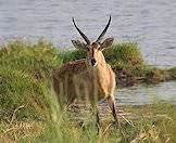 A reedbuck pauses for a drink alongside a river.