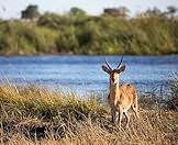 Hunt the common reedbuck with AS Hunting Adventures.