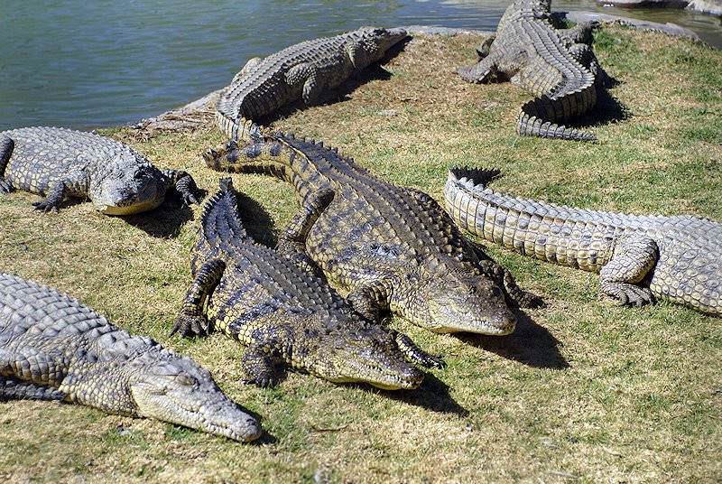 trophy hunting the crocodile in south africa ash adventures
