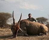 Eland bulls average 700kg in weight.