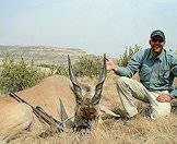 An eland trophy with incredible horns.