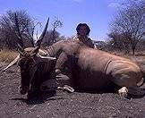 Hunt the mighty eland with AS Hunting Adventures.