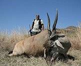 An impressive eland trophy.