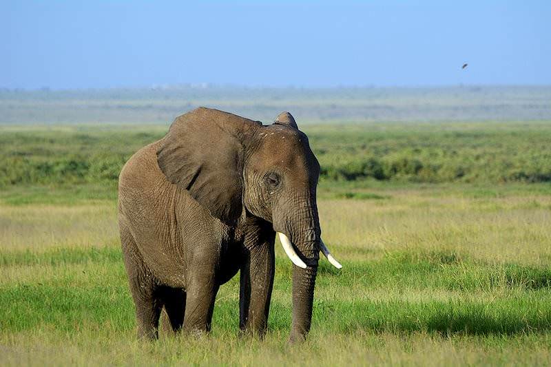 Trophy Hunting the Elephant in South Africa ASH Adventures