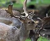 Fallow deer have bespeckled coats.