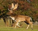 A handsome male fallow deer.