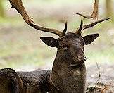 Fallow deer range from white to dark brown in color.