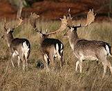 Fallow deer in their natural environment.