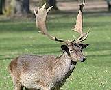 Fallow deer have fascinating antlers.