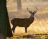 Though common in Europe, fallow deer are an exotic species in South Africa.