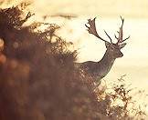 Fallow deer are bred in numerous hunting concessions.