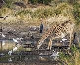 Giraffes are most vulnerable when they are drinking water.