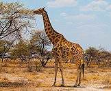 The camelthorn tree is the giraffe's favorite food source.