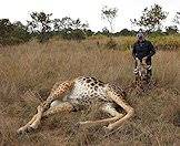 Hunt the world's largest land mammal on safari in South Africa.