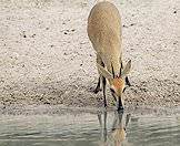 Grey duikers are not particularly dependent on water.