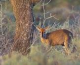 Grey duikers are typically solitary creatures.