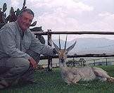 Grey rhebok are hunted by serious trophy collectors.