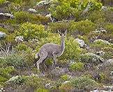 Grey rhebok are accomplished jumpers.