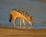 Black-backed jackal are opportunistically taken whilst pursuing other game.