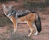 Jackals are largely nocturnal.