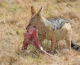 Jackals are successful scavengers.