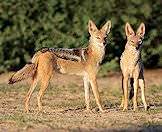 A pair of jackals.