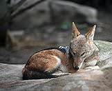 Jackals are good at hiding.