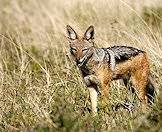 Jackals can adapt well to a variety of habitats.