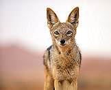Jackals are treated as pests by farmers.