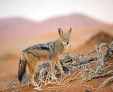 Hunt the black-backed jackal with ASH Adventures.