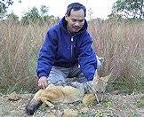 Hunting farm owners encourage the hunting of jackals.