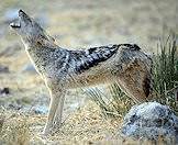 Black-backed jackals are common throughout South Africa.