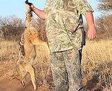 Many farmers consider the jackal a pest.