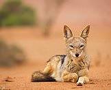 The black-backed jackal is much like North America's coyote.
