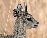 The klipspringer's name translates to 'rock jumper'.