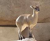 A klipspringer in a zoo.