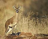 Hunt the little klipspringer on safari with ASH Adventures.