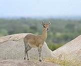 A klipspringer pauses on a boulder.