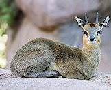 A klipspringer relaxes on a rock.