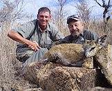 A klipspringer hunted in South Africa.